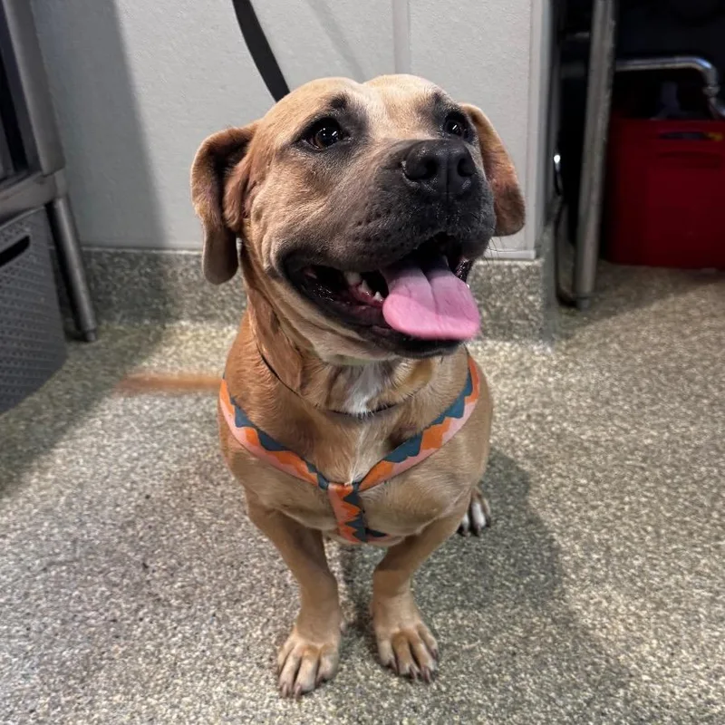 An adult medium-sized female Yellow / Tan / Blond / Fawn Pit Bull Terrier dog named Honey for adoption in San Gabriel, CA