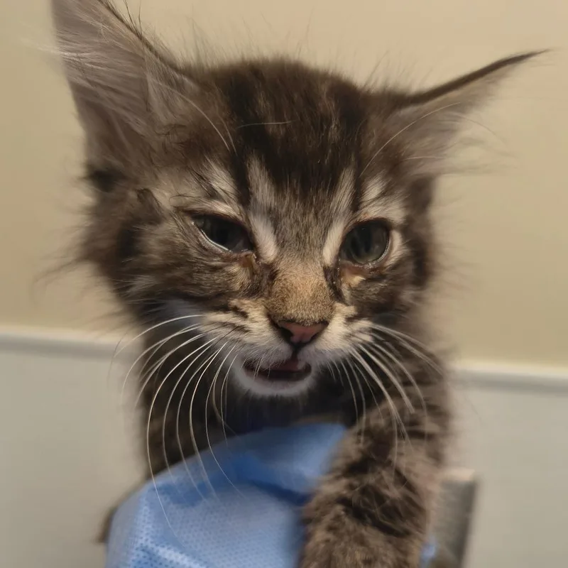 A baby small-sized male Gray / Blue / Silver Domestic Short Hair cat named Scooba Steve for adoption in Tulsa, OK