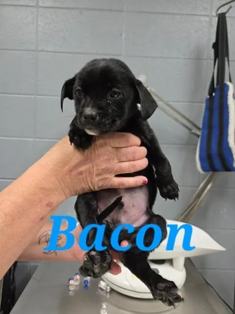 A baby medium-sized male Hound dog named Bacon for adoption in Livingston, LA