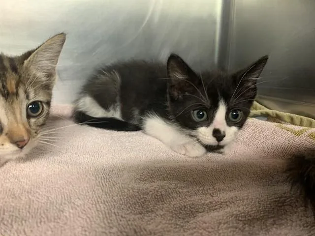 A baby small-sized male Domestic Short Hair cat named Chili Burger for adoption in Grand Prairie, TX