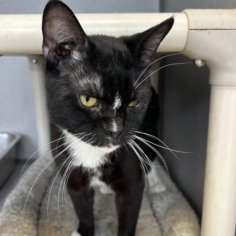 A young medium-sized male Black & White / Tuxedo Tuxedo cat named Felix for adoption in Lambertville, NJ