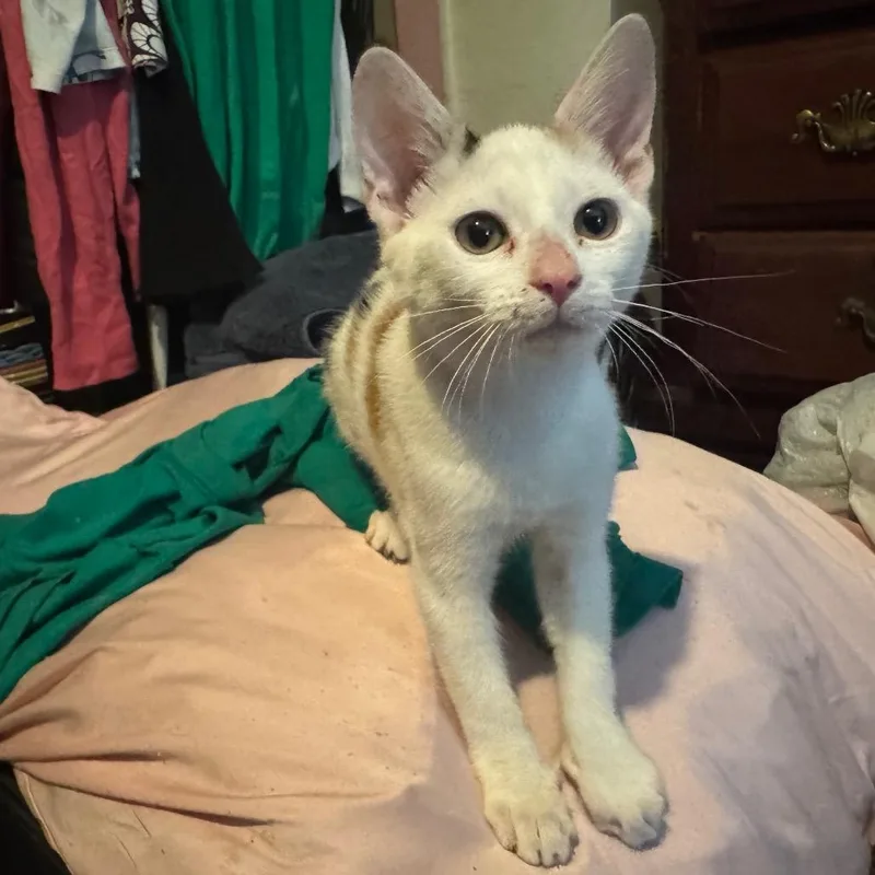 A baby small-sized female Calico Domestic Short Hair cat named Pudding for adoption in Columbus, GA
