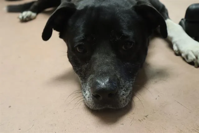 An adult large-sized female Mixed Breed dog named Ginger for adoption in Columbia, SC