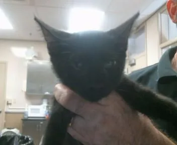 A baby small-sized female Domestic Short Hair cat named Puma for adoption in Sacramento, CA