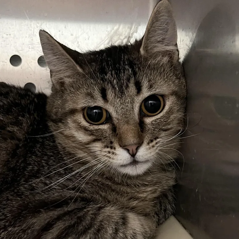 An adult medium-sized male Brown / Chocolate Domestic Short Hair cat named Ketchup for adoption in Washburn, MO