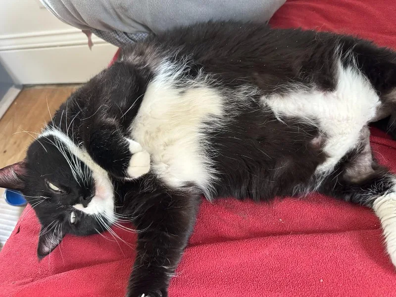 An adult large-sized male Domestic Short Hair cat named Moto Moto for adoption in Minneapolis, MN