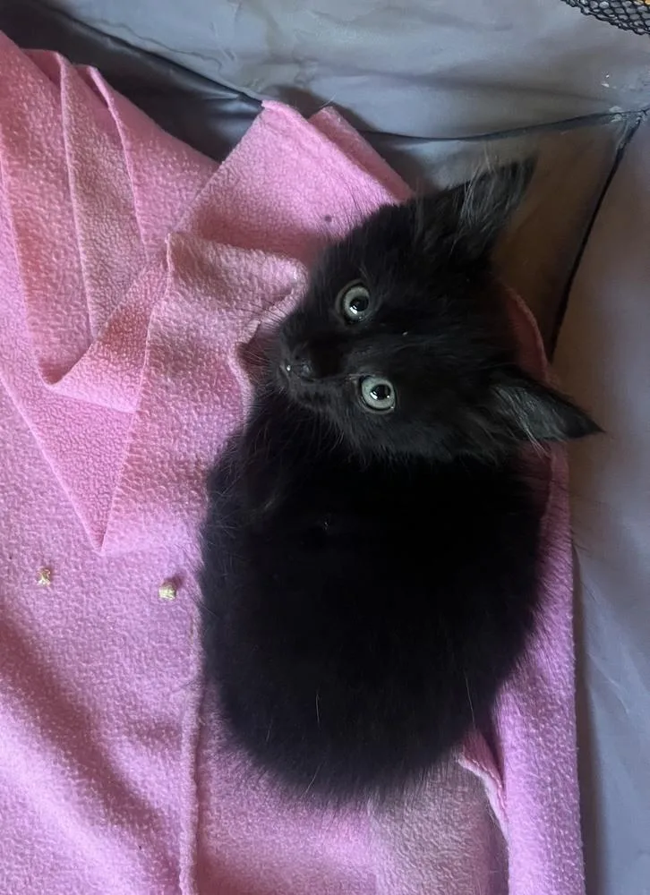 A baby small-sized male Domestic Long Hair cat named Java for adoption in Wilmington, NC