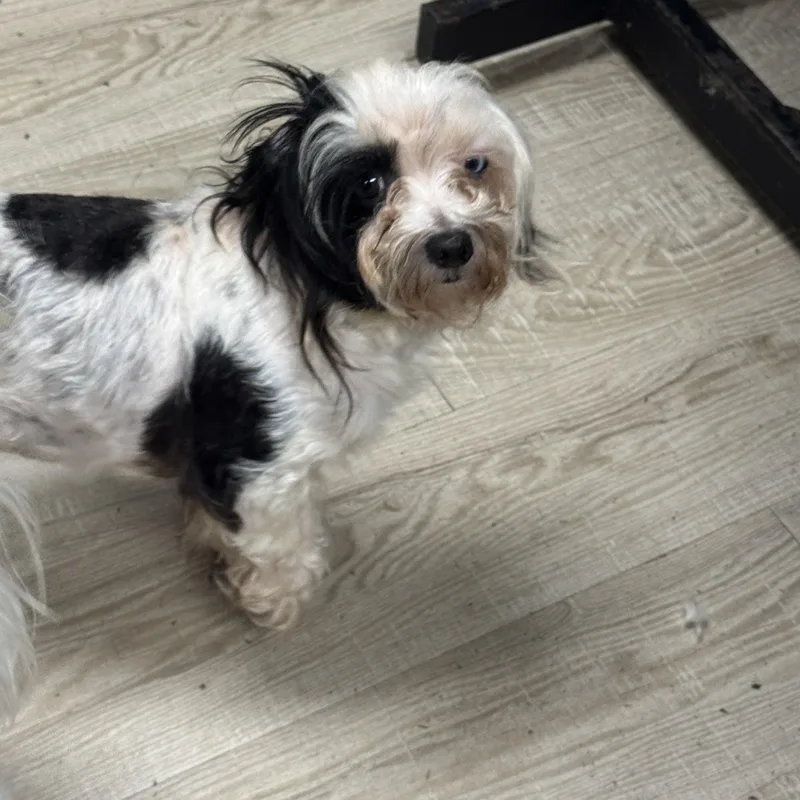 An adult small-sized female Black Maltipoo dog named Suzie for adoption in Baker, LA