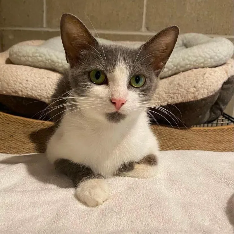 A young medium-sized female White Domestic Short Hair cat named Rose for adoption in Chillicothe, IL
