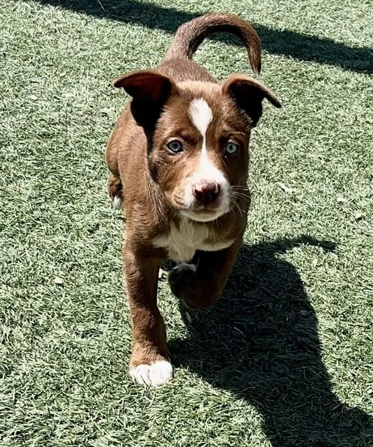A baby small-sized male Border Collie dog named Mason for adoption in Salinas, CA