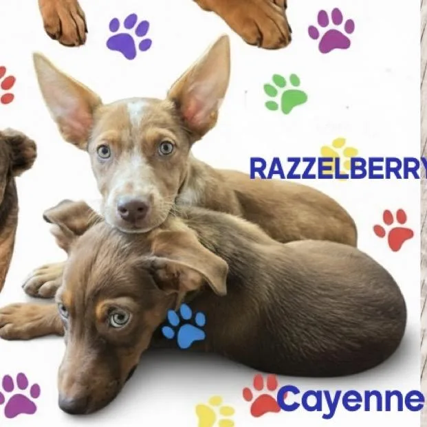 Razzleberry