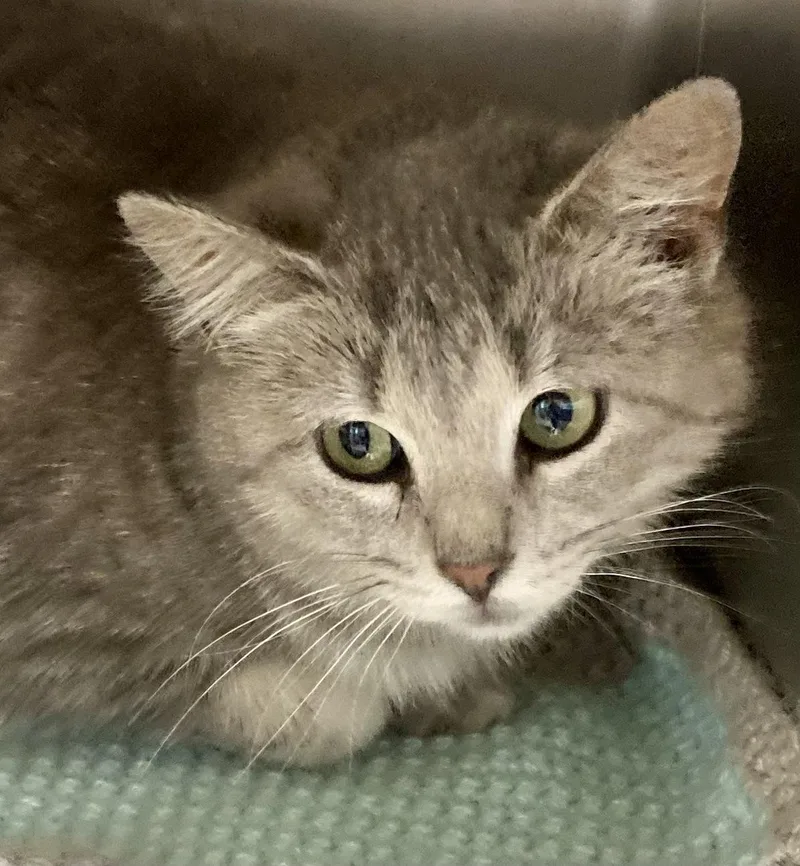 An adult medium-sized female Gray & White Domestic Medium Hair cat named Arielle for adoption in Sandusky, MI