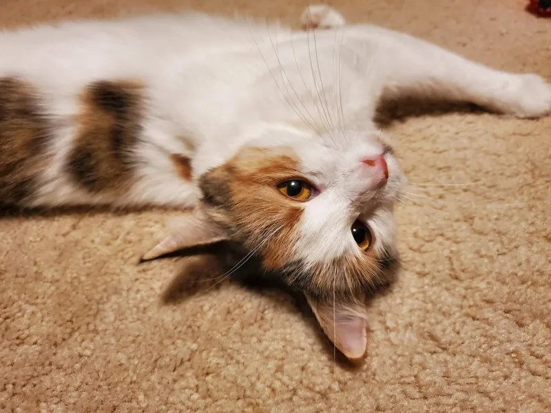 An adult medium-sized female Domestic Medium Hair cat named Miracle for adoption in Medfield, MA