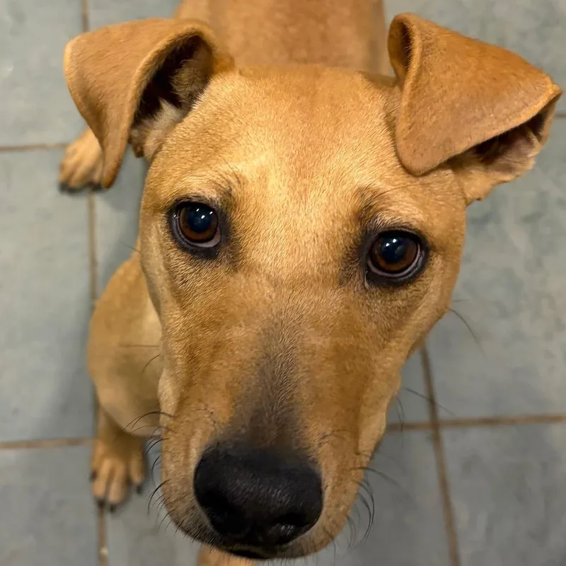 A young medium-sized female Yellow / Tan / Blond / Fawn Mixed Breed dog named Kairi for adoption in Chattanooga, TN