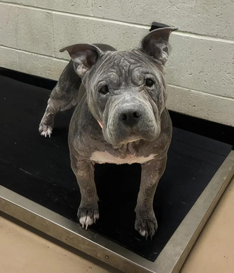 An adult medium-sized female Gray / Blue / Silver Mixed Breed dog named Calamine for adoption in Nashville, TN