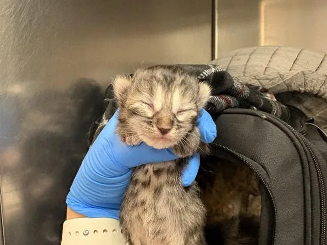 A baby small-sized female Domestic Short Hair cat named Bloom for adoption in Thousand Palms, CA
