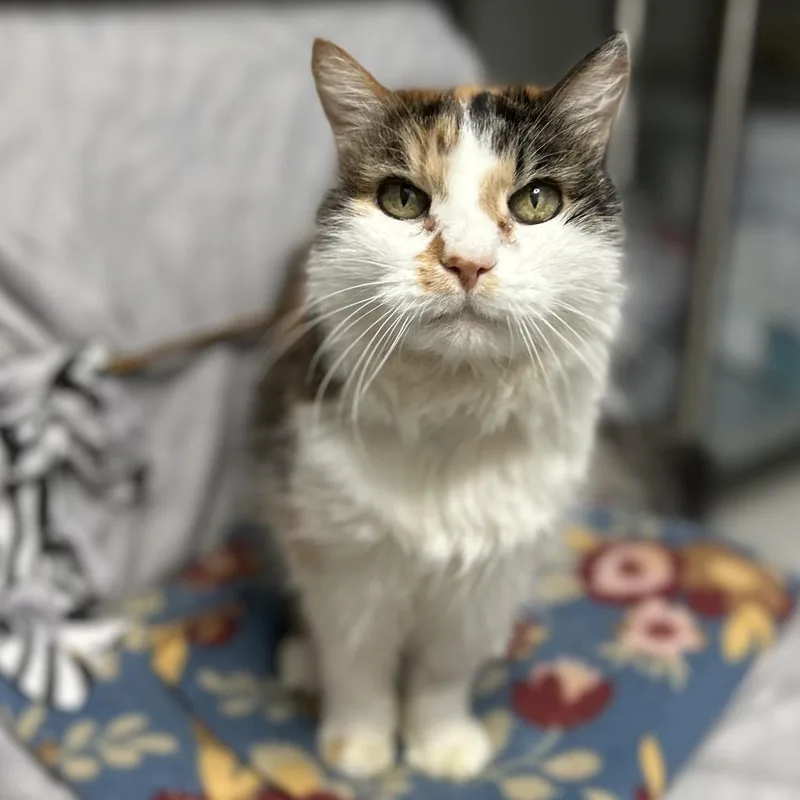 A senior medium-sized female Calico Domestic Long Hair cat named Annie for adoption in Bountiful, UT