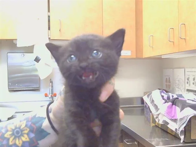 A baby small-sized male Domestic Short Hair cat named Chocktaw for adoption in Sacramento, CA