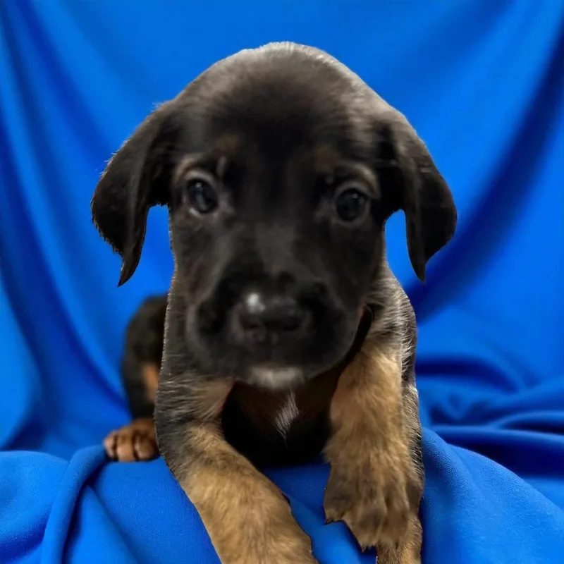 Carrigan thumbnail 3