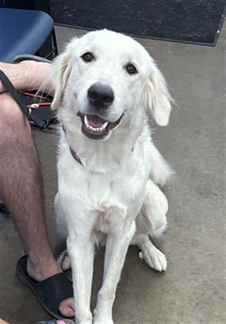 A young large-sized female Mixed Breed dog named Dodie for adoption in Dallas, TX