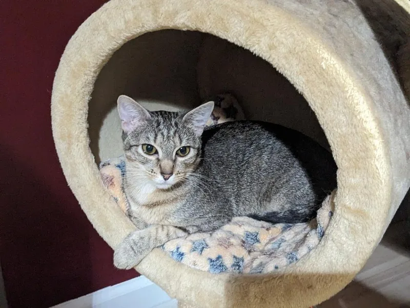 A young small-sized female Tabby cat named Sydney for adoption in Greensboro, NC