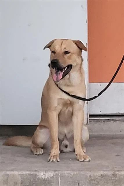 An adult medium-sized male Labrador Retriever dog named Marcus for adoption in San Antonio, TX