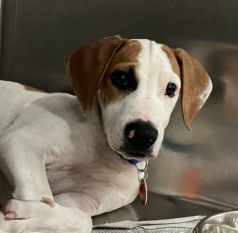 A baby medium-sized male Beagle dog named Pea for adoption in Parma, OH