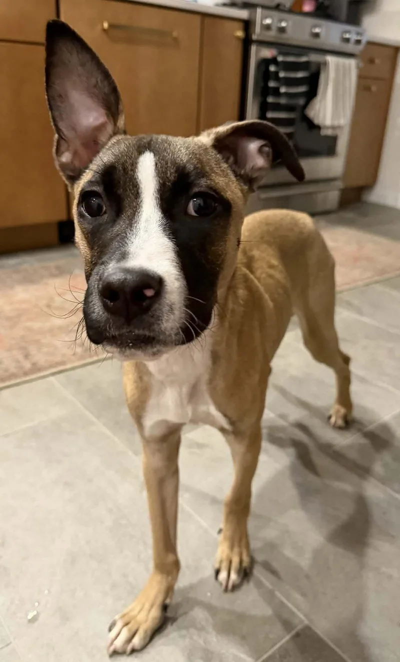 A baby medium-sized male Rhodesian Ridgeback dog named Murphy for adoption in Tonawanda, NY