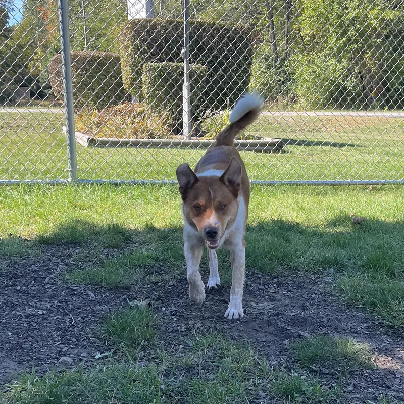 A young medium-sized male Australian Shepherd dog named Cartman for adoption in Mount Pleasant, MI