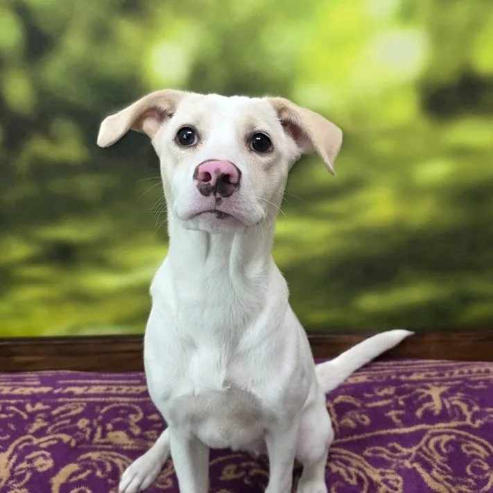 A baby small-sized female White / Cream Mixed Breed dog named Alessia for adoption in Grand Rapids, MI