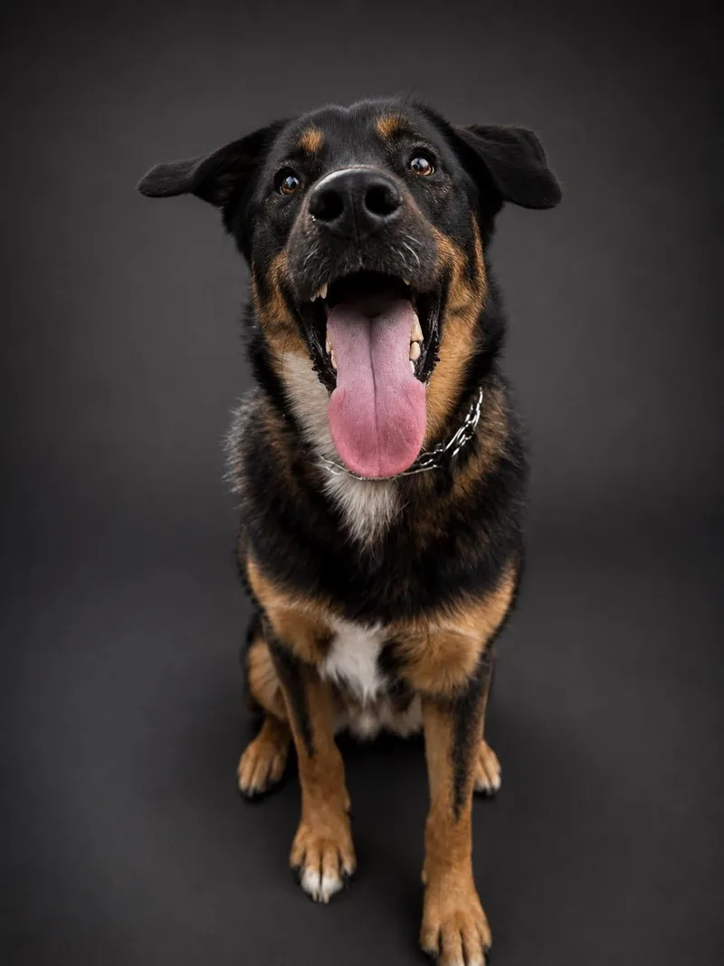 A young large-sized male Tricolor (Brown, Black, & White) German Shepherd Dog dog named Charlie for adoption in Delray Beach, FL