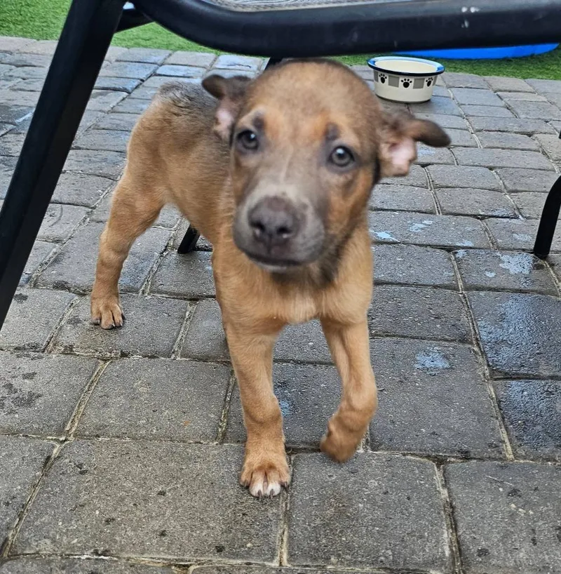 A baby small-sized female Mixed Breed dog named Laurel for adoption in Mesa, AZ