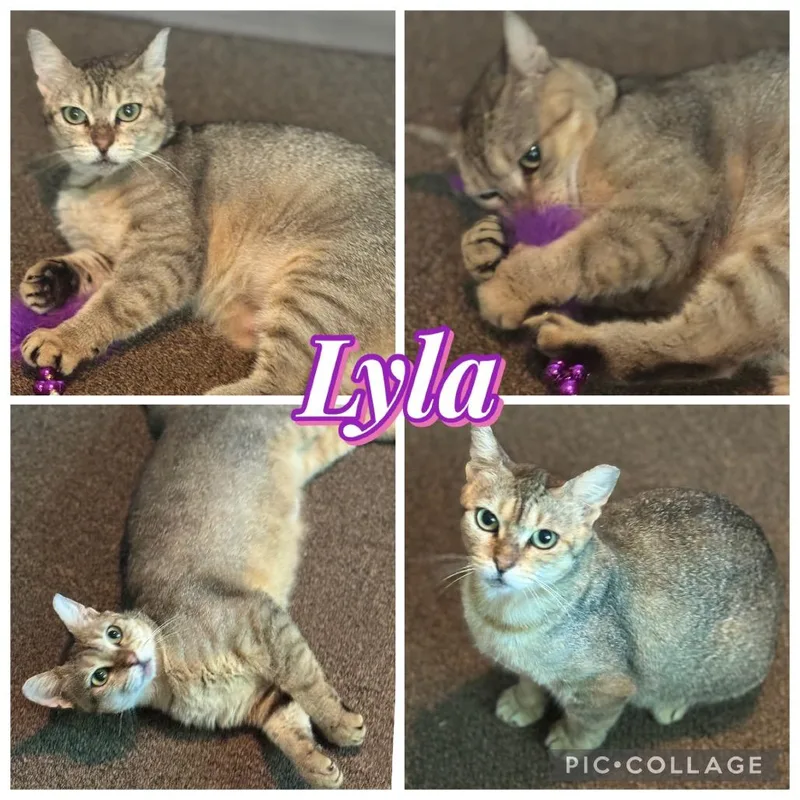 An adult medium-sized female Brown / Chocolate Domestic Short Hair cat named Lyla for adoption in Baytown, TX