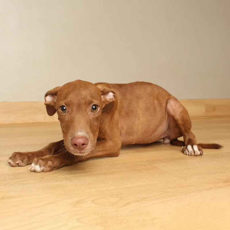 A baby medium-sized female Brown / Chocolate Labrador Retriever dog named Maisie D for adoption in Minnetonka, MN