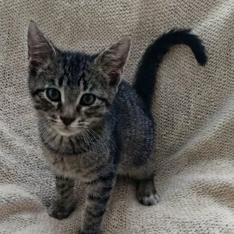 A baby medium-sized female Tabby (Brown / Chocolate) Tabby cat named Wynken for adoption in Wyandotte, MI
