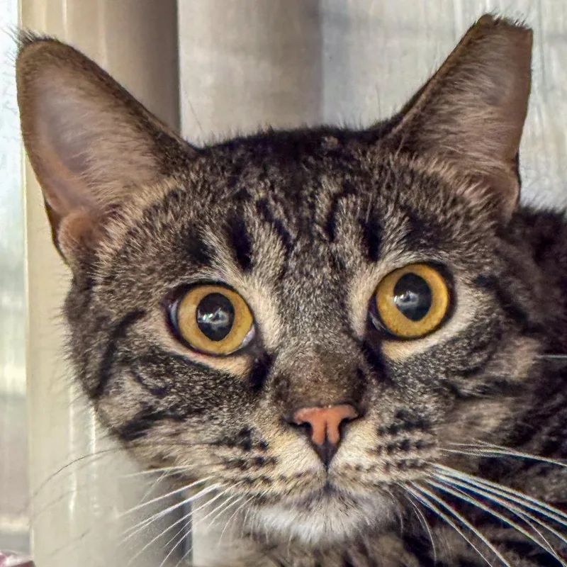 An adult medium-sized male Brown / Chocolate Domestic Short Hair cat named Taro for adoption in Kennebunk, ME