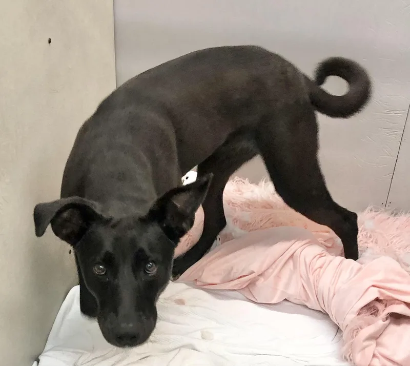 A young medium-sized female Black Mixed Breed dog named Ellie for adoption in Parma, OH