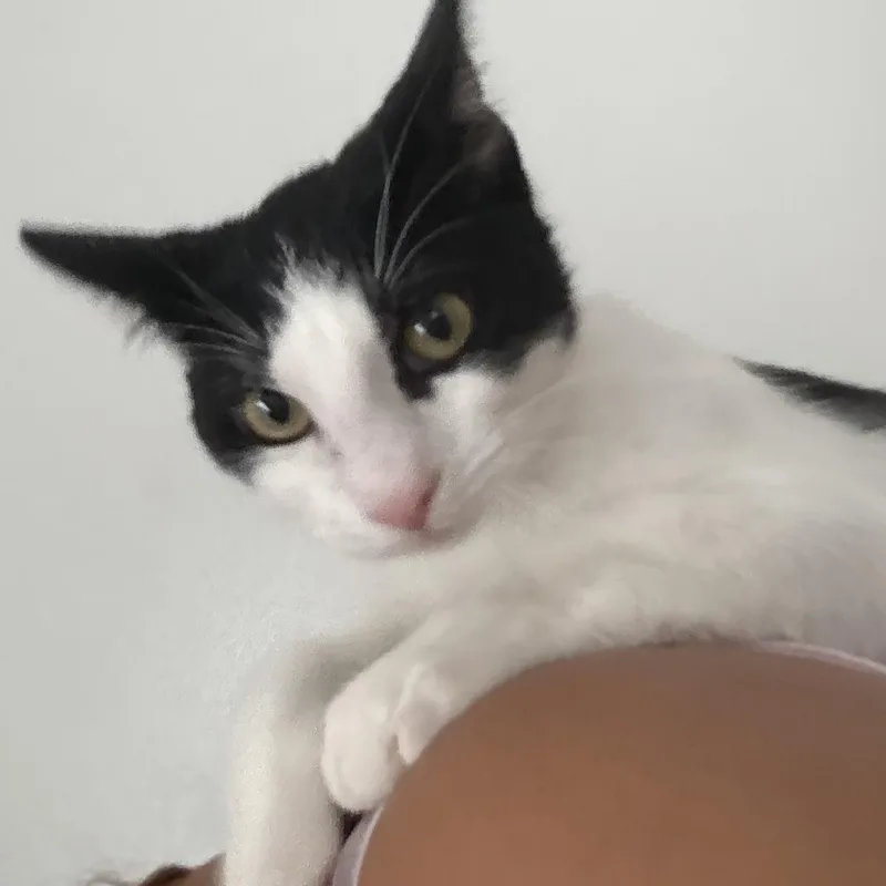 A baby medium-sized male Tabby (Brown / Chocolate) Domestic Short Hair cat named Ratatouille & Skittles for adoption in Liverpool, TX
