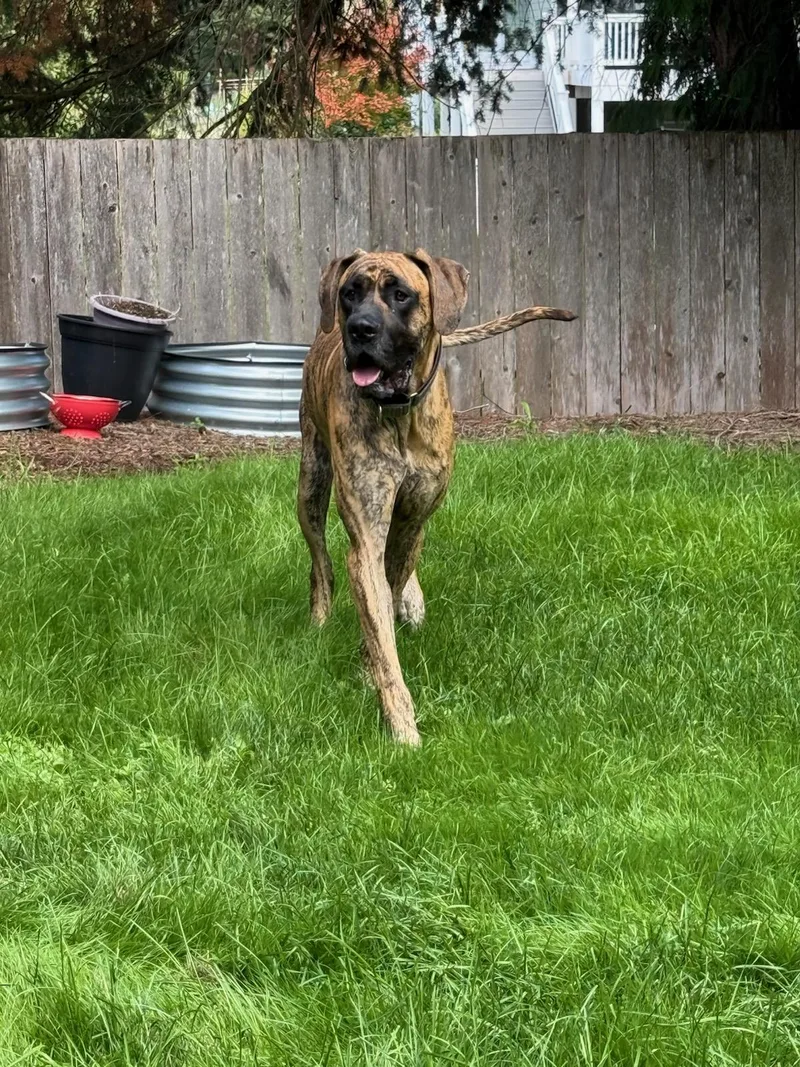 A young extra large-sized male Great Dane dog named Henry for adoption in Kirkland, WA