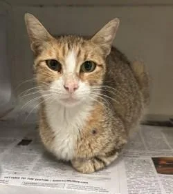 An adult small-sized female Tabby (Buff / Tan / Fawn) Domestic Short Hair cat named Tootsie for adoption in Harlingen, TX