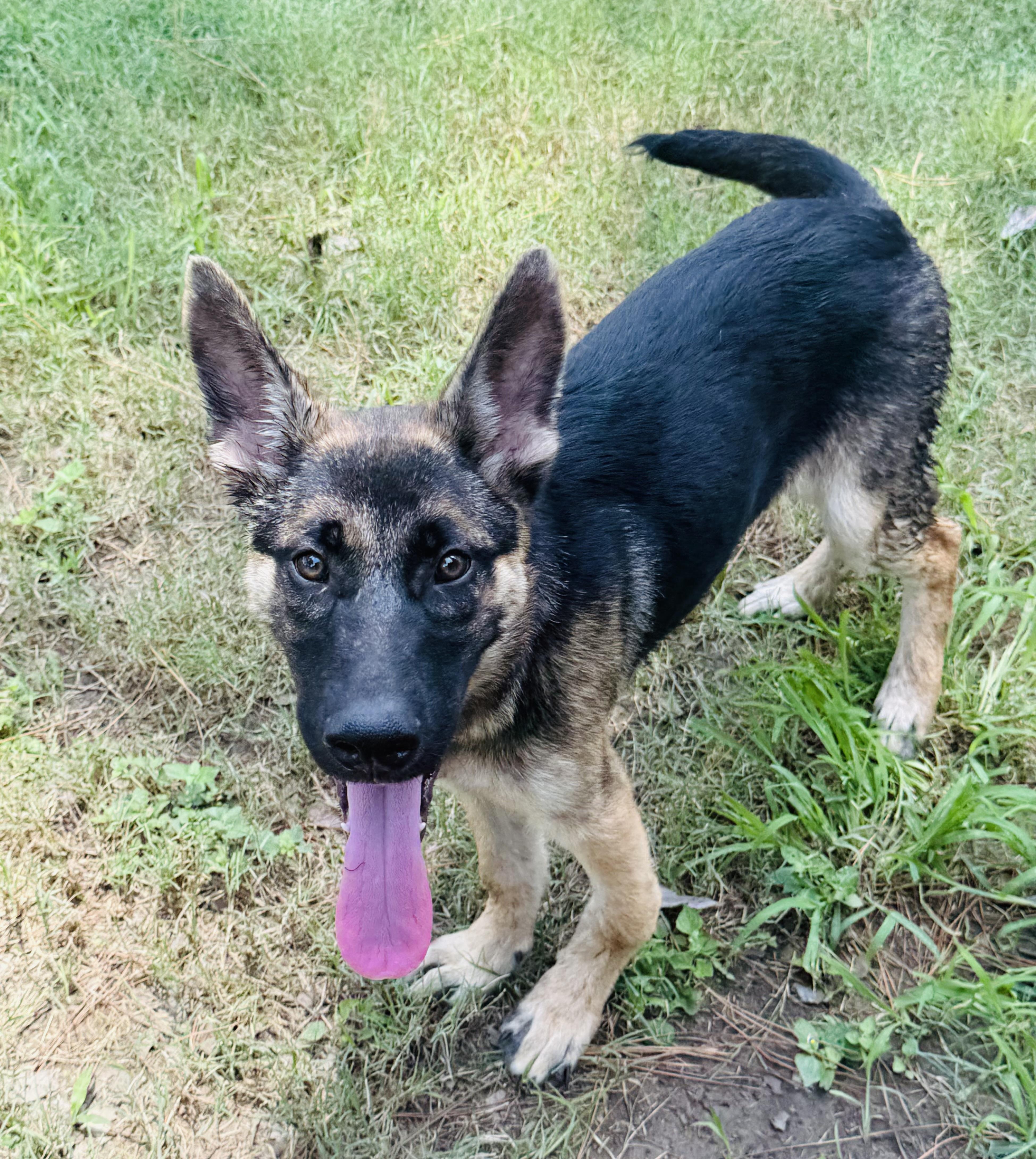 A baby medium-sized male German Shepherd Dog dog named Asher for adoption in Jefferson City, MO