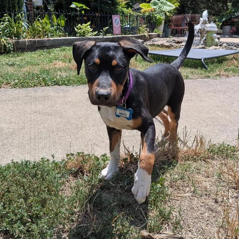 A baby small-sized male Black Hound dog named Hertz for adoption in Wake Forest, NC