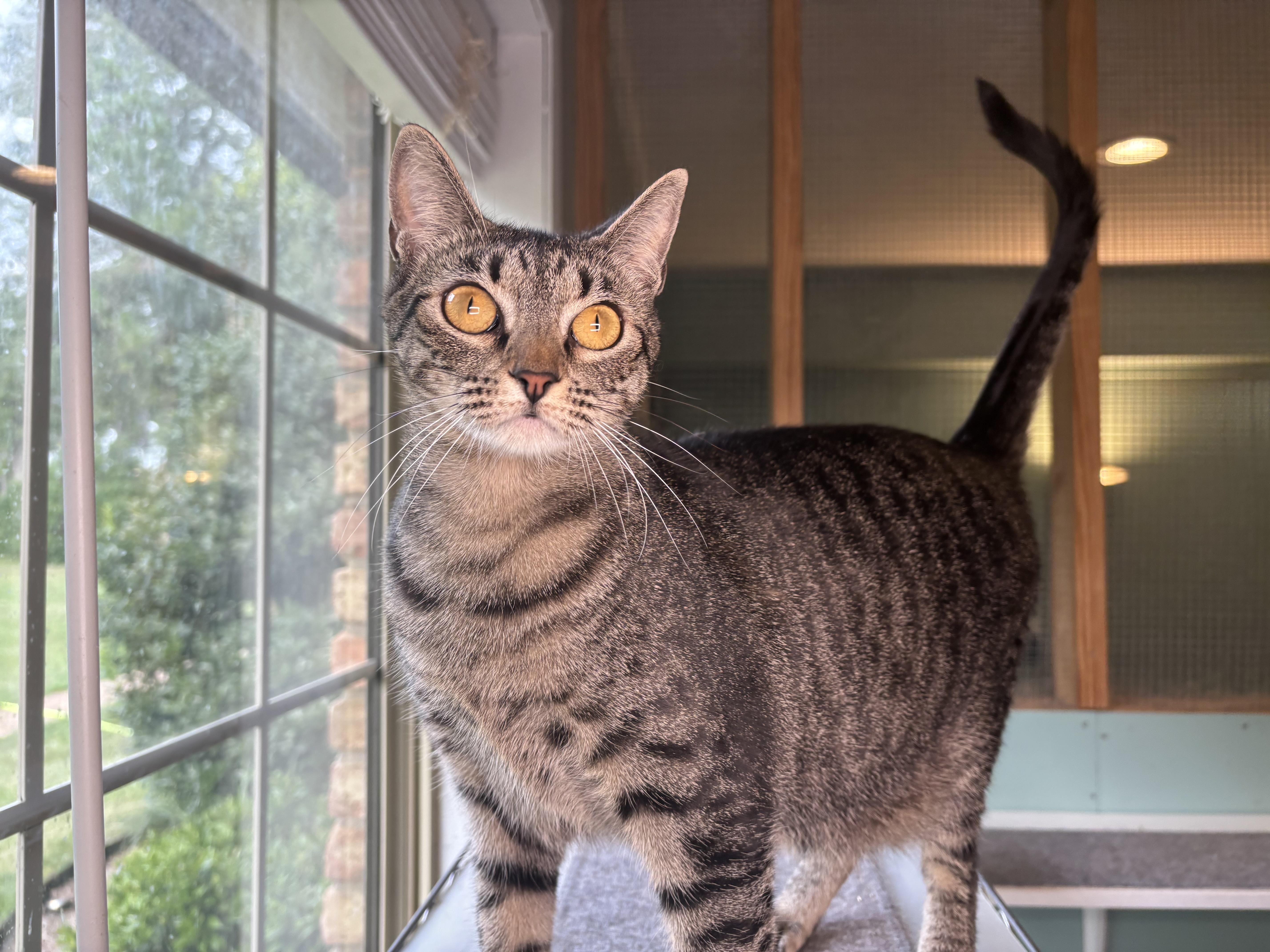 An adult medium-sized female Tabby cat named Miss Beans for adoption in Lucedale, MS