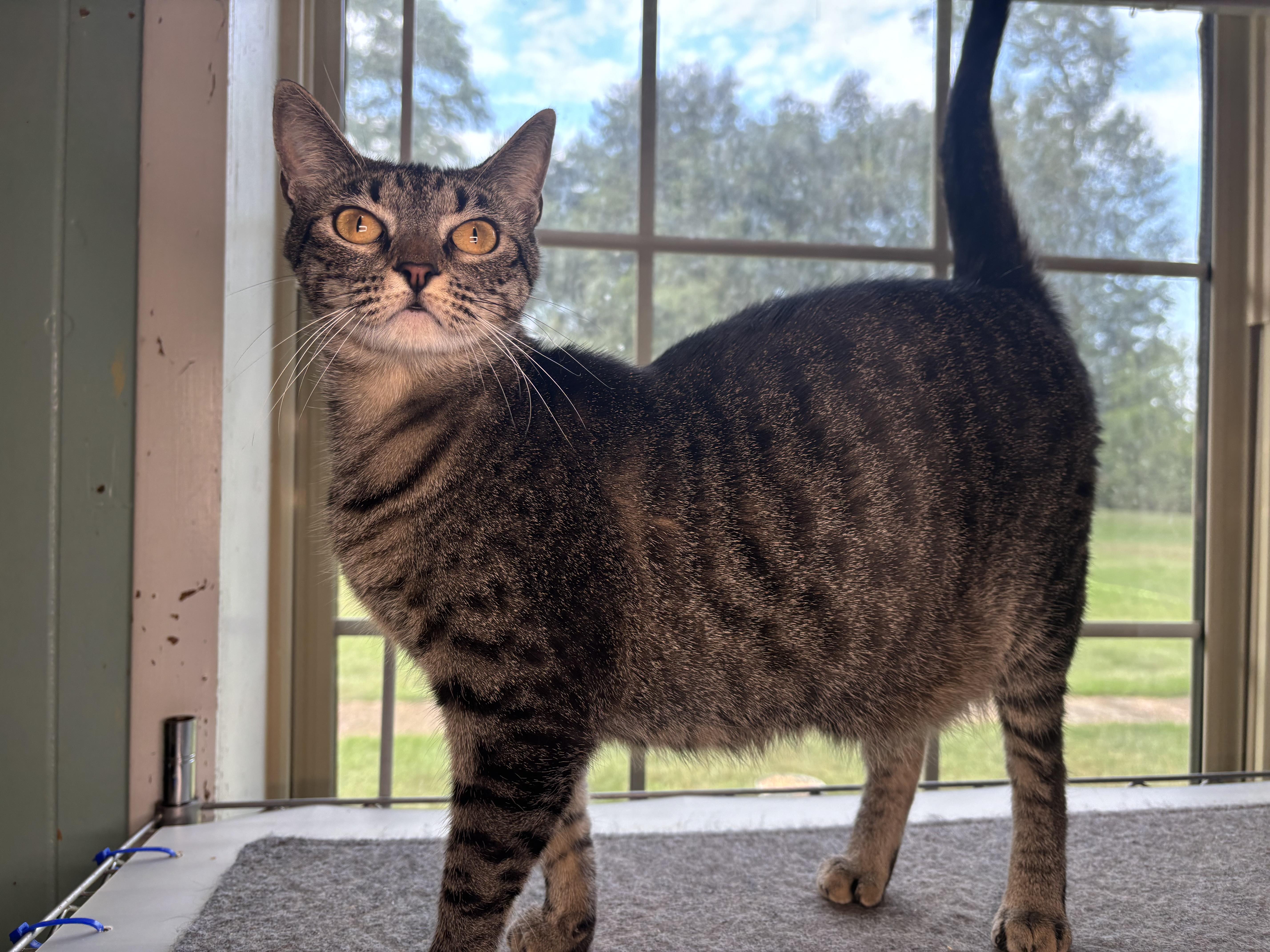 Miss Beans thumbnail 2