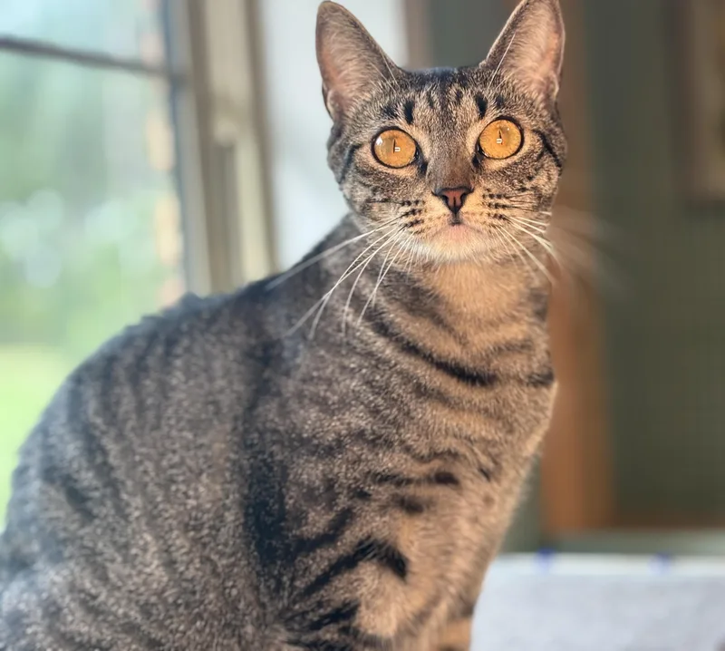 Miss Beans thumbnail 4