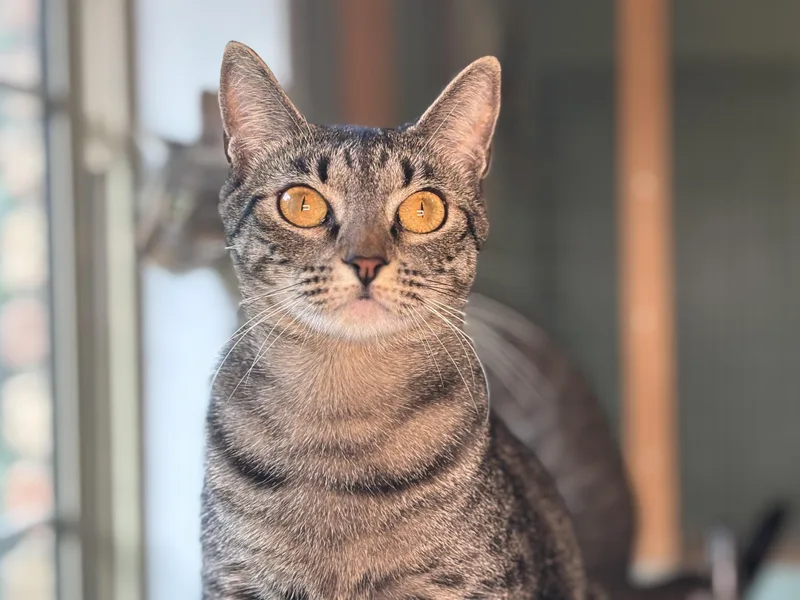 Miss Beans thumbnail 6