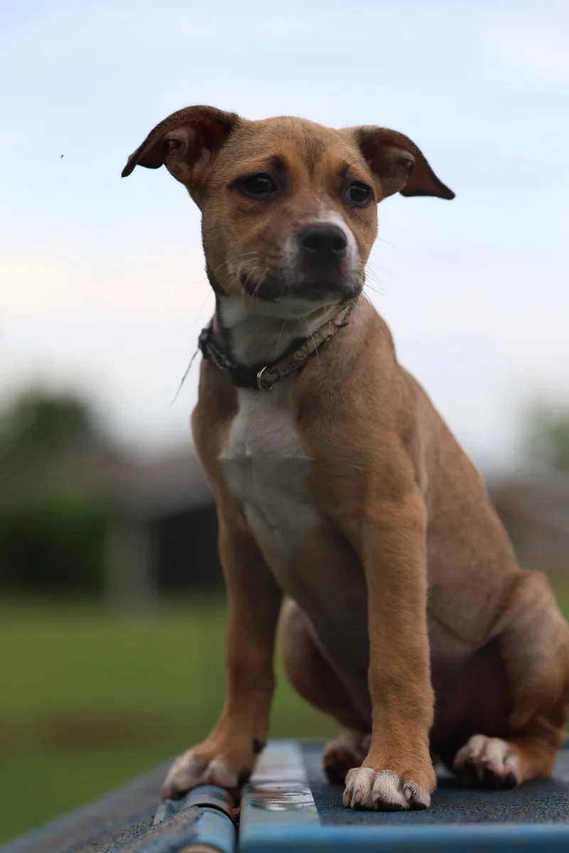 A young medium-sized female Terrier dog named Chrusciki for adoption in Greenville, SC