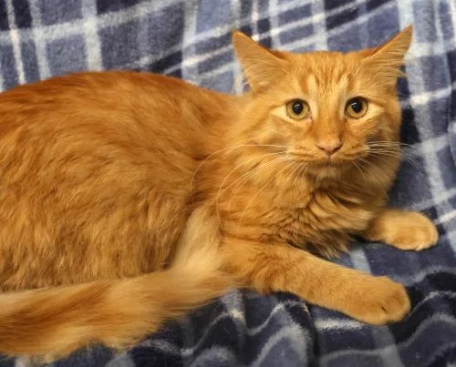 An adult medium-sized male Orange / Red Domestic Medium Hair cat named Bobo for adoption in Thief River Falls, MN