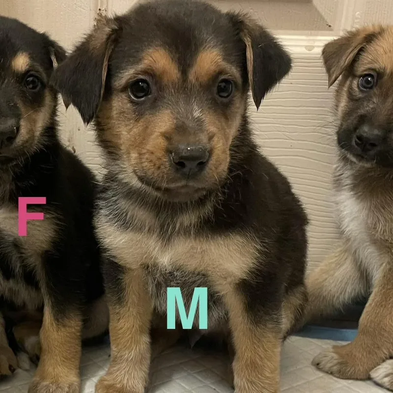 A baby medium-sized male Apricot / Beige Shepherd dog named Pollock for adoption in Tacoma, WA