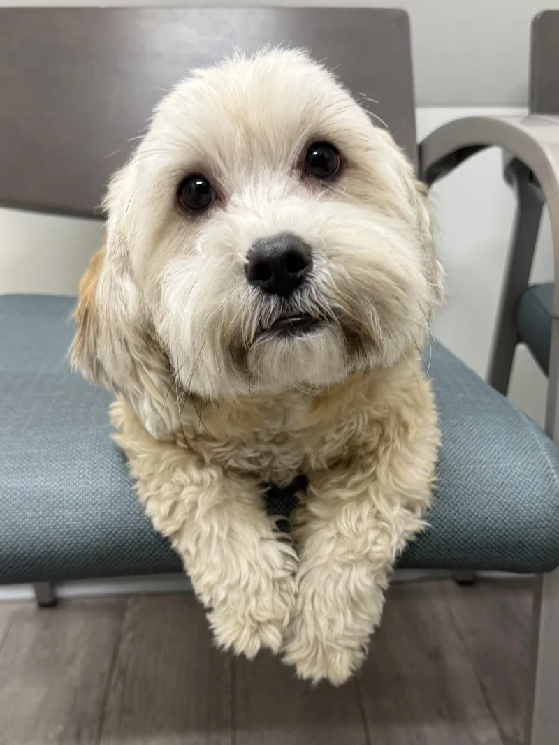 An adult small-sized male Apricot / Beige Shih Tzu dog named Jack for adoption in Los Alamitos, CA